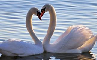 天鹅娱乐资讯吃瓜