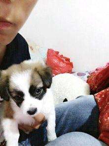 娱乐吃瓜酱宠物收养