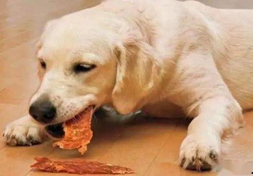 娱乐吃瓜酱狗饭盆,吃瓜酱狗饭盆背后的故事